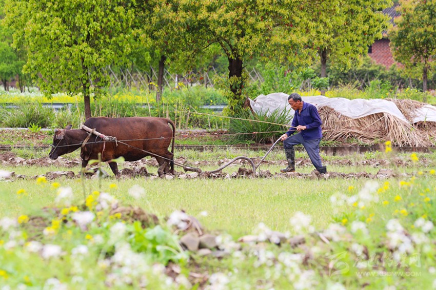 清明將至，各地農(nóng)事忙