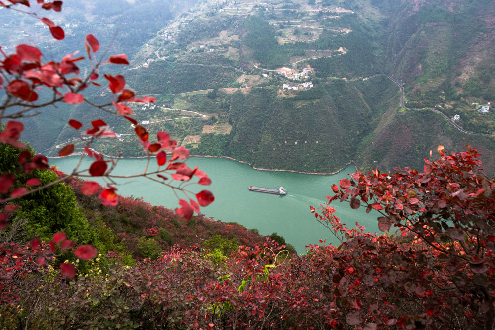 船舶行駛在紅葉掩映下的長(cháng)江三峽重慶市巫山縣水域（2023年11月30日攝）。新華社記者 肖藝九 攝
