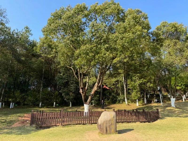 習近平同志為福建省長(cháng)汀縣水土保持科教園捐種的香樟樹(shù)。圖源：學(xué)習時(shí)報